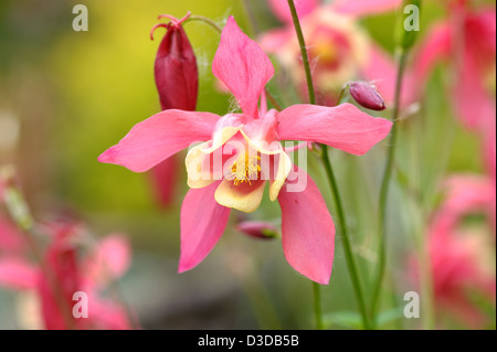 Akelei Aquilegia Chrysantha Blume rosa Stockfoto