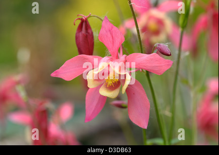 Rosa weiße Akelei Aquilegia Chrysantha Blume Stockfoto