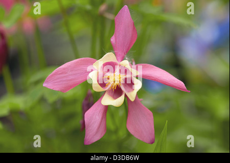 Akelei Aquilegia Chrysantha Blume rosa Stockfoto