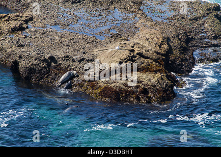 Point Lobos bewahren, Carmel, Kalifornien Stockfoto