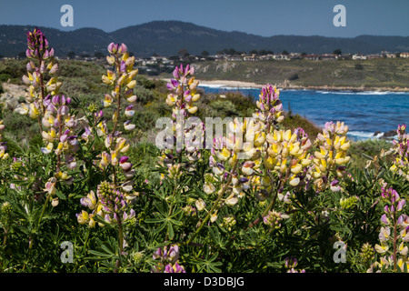 Point Lobos bewahren, Carmel, Kalifornien Stockfoto