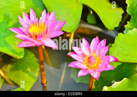 Rosa Seerose in eine Schüssel geben. Stockfoto