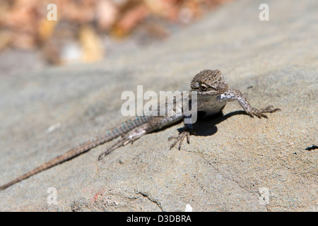 Western-Zaun-Eidechse (Sceloporus Occidentalis) balanciert auf einem Felsen in Los Alamos, Santa Barbara County, Kalifornien, USA im Juli Stockfoto