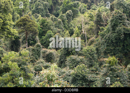 Wandern Dorrigo National Park, New-South.Wales, Australien Stockfoto