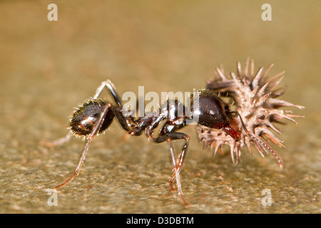 Nahaufnahme einer Arbeiter Ameise mit Nahrungsmitteln. Stockfoto