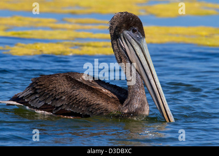 Brauner Pelikan (Pelecanus Occidentalis) juvenile schwimmen auf dem See an der Santa Barbara Beach, Kalifornien, USA im Juli Stockfoto