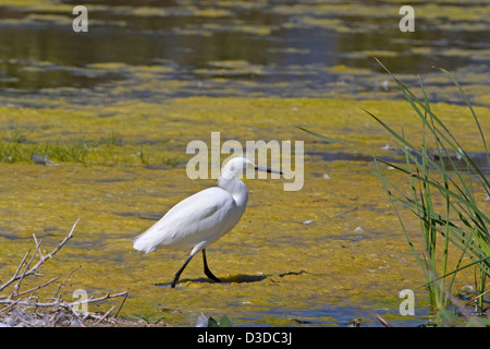 Snowy Silberreiher (Egretta unaufger) zu Fuß in einem flachen See auf Santa Barbara Beach, Kalifornien, USA im Juli Stockfoto