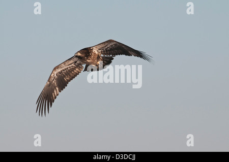 Stock Foto von einer juvenilen Weißkopf-Seeadler im Flug. Stockfoto