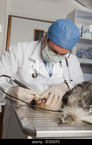 Bild vom Tierarzt untersuchen Welpen Stockfoto