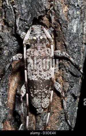 Ansicht Detail der seltsame entdeckt Kiefer Sawyer (Monochamus Clamator) Insekten in der Nähe. Stockfoto