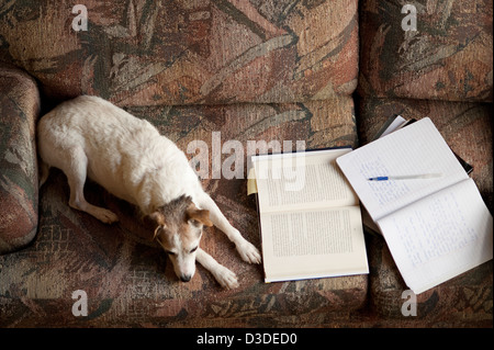 Jack Russell Terrier auf Couch mit Notebooks und Papiere Stockfoto