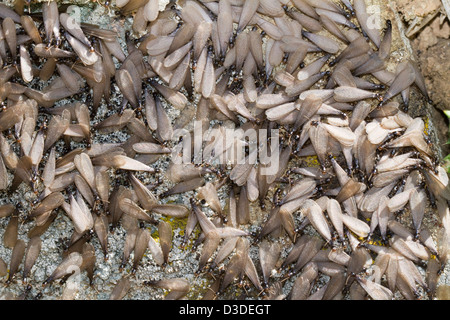 Ansicht Detail eines Schwarms von geflügelten Termiten in der Natur hautnah. Stockfoto