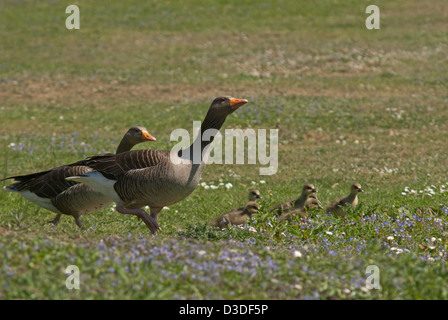 Paar Graugänse mit Gänsel Stockfoto