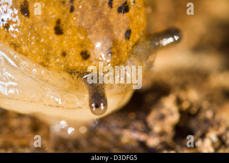 Nahaufnahme Detail eine Parmacella Valenciennii Schnecke. Stockfoto