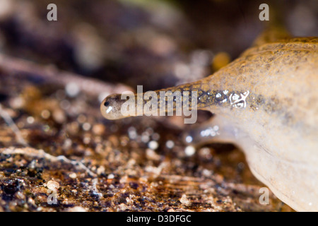 Nahaufnahme Detail eine Parmacella Valenciennii Schnecke. Stockfoto