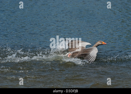 Graugans jagen Eindringling davon Gebiet Stockfoto