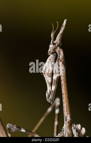 Nahaufnahme eines Insekts Mantis Palo (Empusa Pennata). Stockfoto