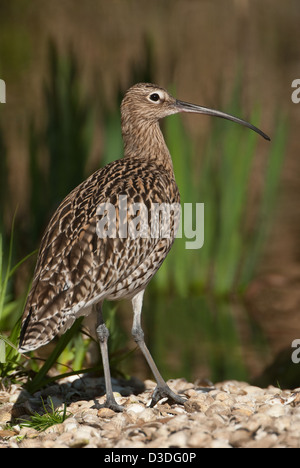 Erwachsenen Brachvogel am Ufer des meeressterne Stockfoto