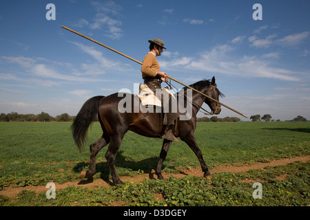 FINCA LA RUIZA, HUELVA, Spanien, 21. Februar 2008: Don Tomas Prieto De La Cal, 41, begibt sich gemeinsam mit seiner Herde Kampfstiere, Kühe und Kälber halten eine traditionelle Garrocha, eine 2,5 Meter lange hölzerne Speer verwendet, um die Tiere zu kontrollieren. Er züchtet einige der wildesten Stiere in Spanien. Stockfoto