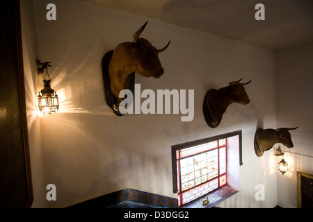 FINCA LA RUIZA, HUELVA, Spanien, 21. Februar 2008: Eine Sammlung von montierten Bullen Köpfe säumen die Treppe in das große 19. Jahrhundert Herrenhaus der Familie Prieto De La Cal. Stockfoto