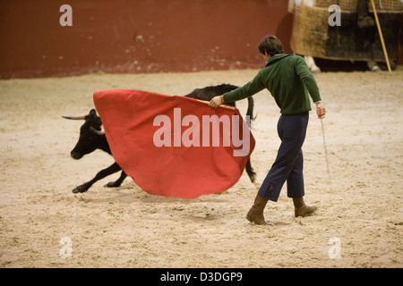 LOS ALBEREJOS FINCA, JEREZ DE LA FRONTERA, Spanien, 23. Februar 2008: César Varguas Girón, 24, eine professionelle Stierkämpfer testet eine zwei Jahre alte Kuh für Aggression während ein "hat" in der indoor Arena am Alvaro Domecqs Ganaderia oder Bull Zuchtfarm Torrestrella genannt.  Die aggressivsten Kühe werden verwendet werden, um zukünftige Kampfstiere zu züchten. Stockfoto