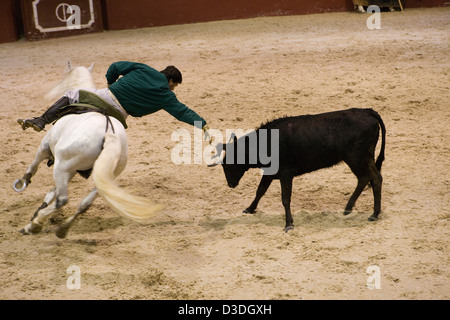 LOS ALBEREJOS FINCA, JEREZ DE LA FRONTERA, Spanien, 23. Februar 2008: ein Rejoneador oder Stierkämpfer zu Pferd, lehnt sich weit mehr als in seiner Sadlle als sein Pferd Kreise um eine zwei Jahre alte Kuh für Aggression während ein "hat" in der indoor Arena am Alvaro Domecqs Ganaderia oder Bull Zuchtfarm genannt Torrestrella testen.  Die aggressivsten Kühe werden verwendet werden, um zukünftige Kampfstiere zu züchten. Stockfoto