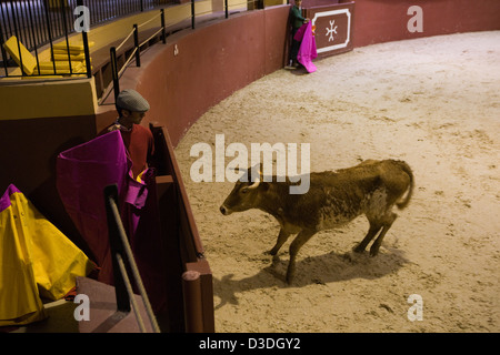 LOS ALBEREJOS FINCA, JEREZ DE LA FRONTERA, Spanien, 23. Februar 2008: eine zwei Jahre alte Kuh lass in den Ring an ein "hat" in der indoor Arena am Alvaro Domecqs Ganaderia oder Bull Zuchtfarm Torrestrella genannt.  Der Matador Assistenten Welle ihre Muletas hintereinander, so dass das Tier um den Ring umkreist, bevor der Stierkämpfer tritt.  Die aggressivsten Kühe werden verwendet werden, um zukünftige Kampfstiere zu züchten. Stockfoto