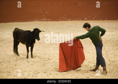 LOS ALBEREJOS FINCA, JEREZ DE LA FRONTERA, Spanien, 23. Februar 2008: César Varguas Girón, 24, eine professionelle Stierkämpfer testet eine zwei Jahre alte Kuh für Aggression während ein "hat" in der indoor Arena am Alvaro Domecqs Ganaderia oder Bull Zuchtfarm genannt Torestrella.  Die aggressivsten Kühe werden verwendet werden, um zukünftige Kampfstiere zu züchten. Stockfoto