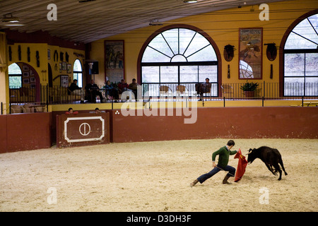 LOS ALBEREJOS FINCA, JEREZ DE LA FRONTERA, Spanien, 23. Februar 2008: César Varguas Girón, 24, eine professionelle Stierkämpfer testet eine zwei Jahre alte Kuh für Aggression während ein "hat" in der indoor Arena am Alvaro Domecqs Ganaderia oder Bull Zuchtfarm genannt Torestrella.  Die aggressivsten Kühe werden verwendet werden, um zukünftige Kampfstiere zu züchten. Stockfoto