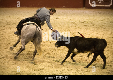 LOS ALBEREJOS FINCA, JEREZ DE LA FRONTERA, Spanien, 23. Februar 2008: Antonio Domecq, 37, ein professioneller Rejoneador oder Stierkämpfer zu Pferd, lehnt sich weit mehr als in seiner Sadlle wie er um eine zwei Jahre alte Kuh zum Testen für Aggression während ein "hat" in der indoor Arena am Alvaro Domecqs Ganaderia oder Bull Zuchtfarm genannt Torrestrella kreist.  Die aggressivsten Kühe werden verwendet werden, um zukünftige Kampfstiere zu züchten. Stockfoto