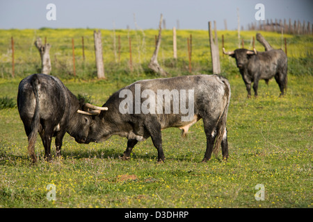 AZNALCAZAR, Sevilla, Spanien, 25. Februar 2008: grau "Cardeno" Bullen sperren Hörner auf der Partido de Resina Ranch.  Die Ranch verwendet Pablo Romero nach die Famly aufgerufen werden, die es in Besitz und berühmt für seine sehr starken und aggressiven Bullen mit einer unverwechselbaren grauen Farbe hieß "Cardeno". Nach mehreren Jahren des Niedergangs arbeiten neue Besitzer, eine Gruppe von Geschäftsleuten, um die alten Blutlinie der Stiere "Cardeno" wieder zu beleben. Stockfoto