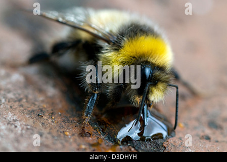 Nahaufnahme von ein Buff-tailed Hummel Fütterung auf flüssigen Honig Stockfoto