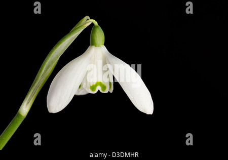 Weiße Schneeglöckchen Blume auf schwarzem Hintergrund Stockfoto