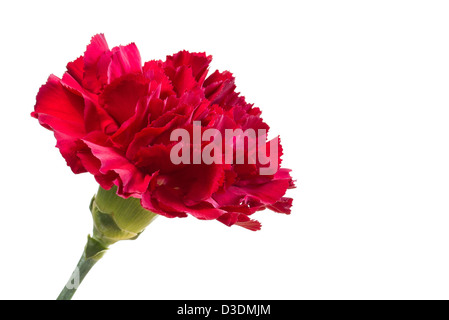 Dunkle rote Nelke Blume auf weißem Hintergrund Stockfoto