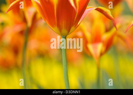 Schöne Tulpen in gelb und orange Stockfoto