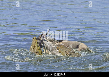 Zwei Krokodile, Gnus in den Mara River zu töten, während die jährliche Wanderung der Gnus Stockfoto