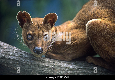 Porträt eines Fossa Cryptoprocta Ferox auf Baum Ast thront. Fossas sind die größten Carnivore in Madagaskar. Kirindy Forest Madagaskar Stockfoto