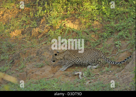Stalking Leopard im Yala National Park, Sri Lanka Stockfoto
