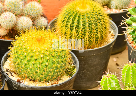 Kaktus im Topf Stockfoto