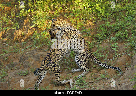 Zwei Leoparden spielen kämpfen im Yala Nationalpark, Sri Lanka Stockfoto