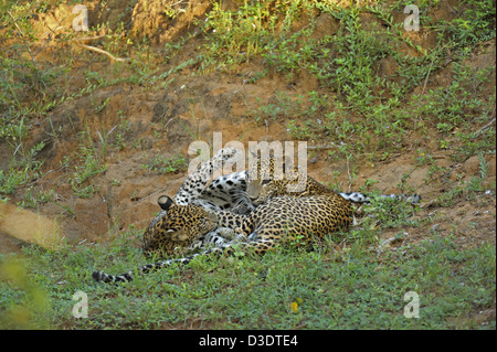 Zwei Leoparden spielen kämpfen im Yala Nationalpark, Sri Lanka Stockfoto