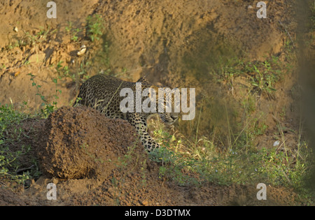 Stalking Leopard im Yala National Park, Sri Lanka Stockfoto