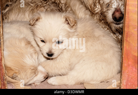 Hundefamilie Stockfoto