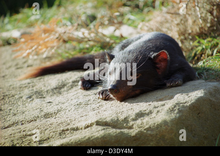 Tasmanische Teufel ruht auf einem Felsen in der Sonne in Tasmanien Stockfoto