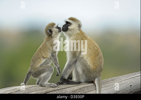 Vervet Affe (Chlorocebus Pygerythrus) spielen im Tarangire Nationalpark, Tansania Stockfoto