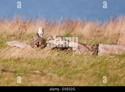 Wilde Schleiereule Tyto Alba gehockt Holzscheit am Ufer des Severn Mündung Stockfoto