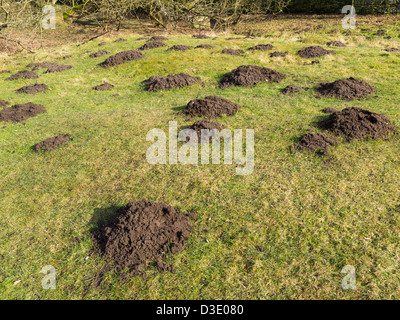 Eine Masse von Maulwurfshügel auf einem Dorfplatz in North East England Stockfoto