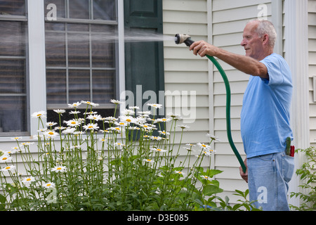 Senior woman sprühen seine Gänseblümchen im Garten Stockfoto