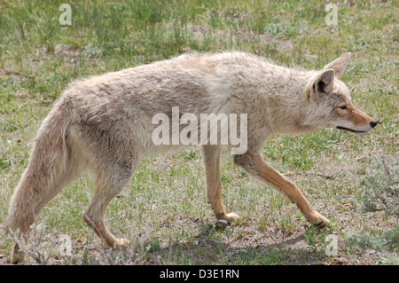 Coyote, Canis Latrans Lestes, durch einen offenen Bereich im Yellowstone National Park. Stockfoto