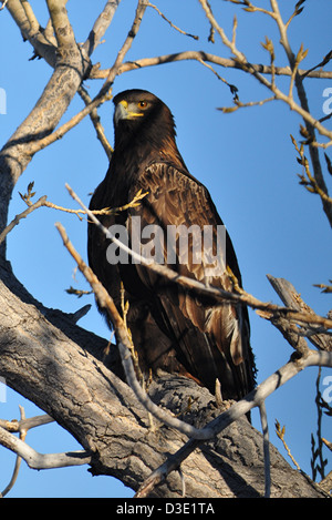 Steinadler (Aquila Chrysaetos), thront auf einem Baum Vermessung der weiten von Wyoming an einem warmen sonnigen Winter-Nachmittag Stockfoto